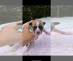 Small Photo #6 Pembroke Welsh Corgi Puppy For Sale in OCEANSIDE, CA, USA