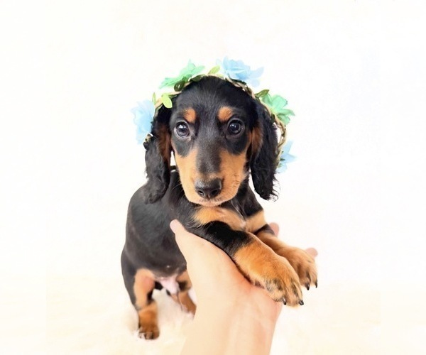 Medium Photo #1 Dachshund Puppy For Sale in DAVIS, CA, USA