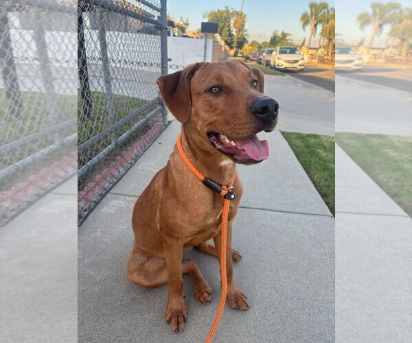 Medium Photo #1 Unknown-Vizsla Mix Puppy For Sale in Woodland Hills, CA, USA