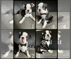 Boston Terrier Puppy for sale in ABILENE, TX, USA