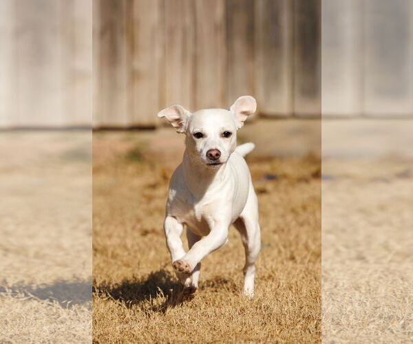 Medium Photo #2 Chihuahua-Unknown Mix Puppy For Sale in McKinney, TX, USA