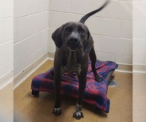 Labrador Retriever-Unknown Mix Dogs for adoption in Anchorage, AK, USA
