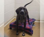 Small Labrador Retriever Mix