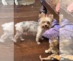 Small Photo #1 Yorkshire Terrier Puppy For Sale in KELLER, TX, USA