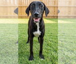 Small #2 Labrador Retriever Mix