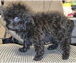 Small #48 Poodle (Toy)