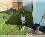 Small Photo #2 American Bulldog Puppy For Sale in Key Largo, FL, USA