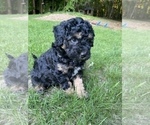 Small Photo #21 Aussiedoodle Miniature  Puppy For Sale in COMMERCE, MI, USA