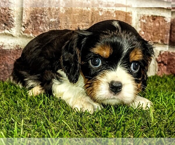 Medium Photo #2 Cavalier King Charles Spaniel Puppy For Sale in MOBERLY, MO, USA