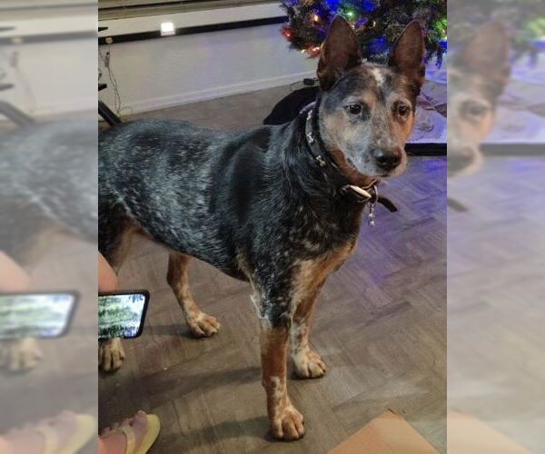Medium Photo #1 Australian Cattle Dog Puppy For Sale in Chandler, AZ, USA