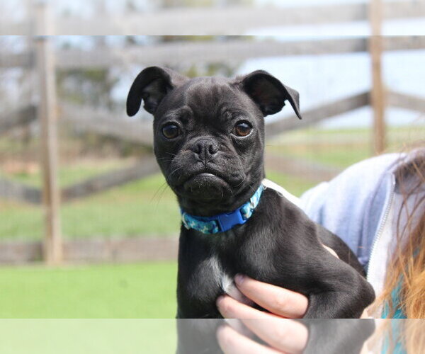 Medium Photo #1 Chug Puppy For Sale in Chestertown, MD, USA