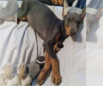 Small Photo #7 Doberman Pinscher Puppy For Sale in MOUNT OLIVE, NC, USA