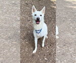 Small Mutt