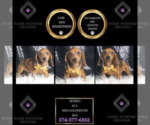 Dachshund Puppy for Sale in WARSAW, Indiana USA