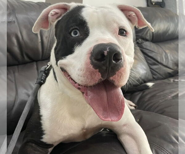 Medium Photo #16 American Bulldog Puppy For Sale in Pompano Beach , FL, USA