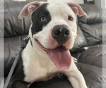 Small #15 American Bulldog