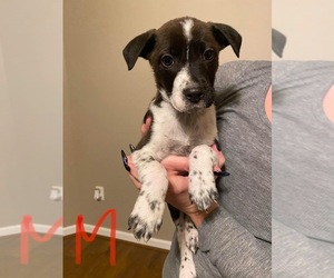 Jack Russell Terrier-Texas Heeler Mix Puppy for sale in GREENCASTLE, PA, USA