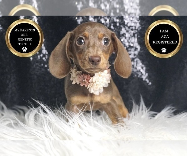 Medium Photo #7 Dachshund Puppy For Sale in WARSAW, IN, USA