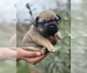 French Bulldog Puppy for sale in OJAI, CA, USA