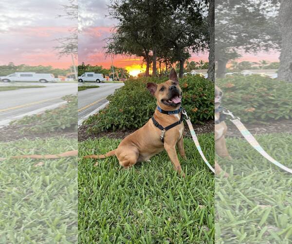 Medium Photo #2 American Pit Bull Terrier Puppy For Sale in Pompano Beach , FL, USA