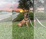 Small #1 American Pit Bull Terrier