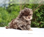 Small #4 ShihPoo