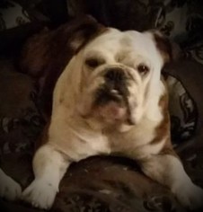Father of the Bulldog puppies born on 04/08/2018
