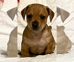Small Photo #4 Chiweenie Puppy For Sale in SPARKS, NV, USA