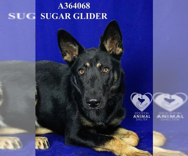 Medium Photo #2 German Shepherd Dog Puppy For Sale in Stockton, CA, USA