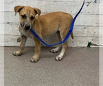 Small Mutt