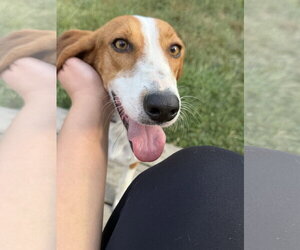 Mutt Dogs for adoption in Plainfield, IL, USA