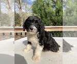 Small Photo #5 Sheepadoodle Puppy For Sale in CHATHAM, PA, USA