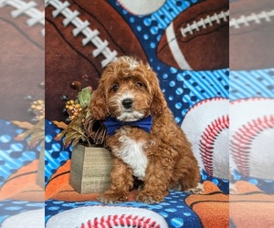 Cavapoo Puppy for sale in NEW PROVIDENCE, PA, USA