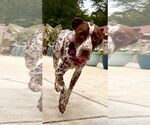 Small #5 Dalmatian-German Shorthaired Pointer Mix
