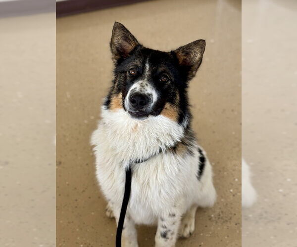 Medium Photo #2 Border Collie-Unknown Mix Puppy For Sale in Mundelein, IL, USA