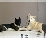 Small Photo #13 Akita-Siberian Husky Mix Puppy For Sale in ALEXANDRIA, VA, USA