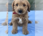 Small Photo #6 Miniature Labradoodle Puppy For Sale in BOWLING GREEN, KY, USA