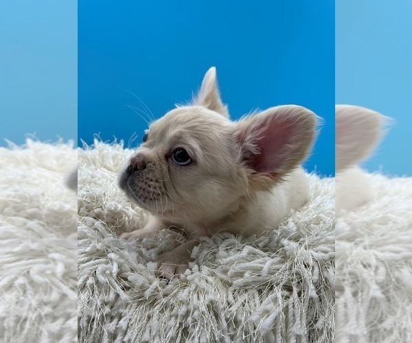 Full screen Photo #3 French Bulldog Puppy For Sale in BAITING HOLLOW, NY, USA