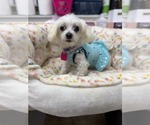 Small Maltese