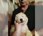 Small Photo #6 Goldendoodle (Miniature) Puppy For Sale in NORTH LIBERTY, IN, USA
