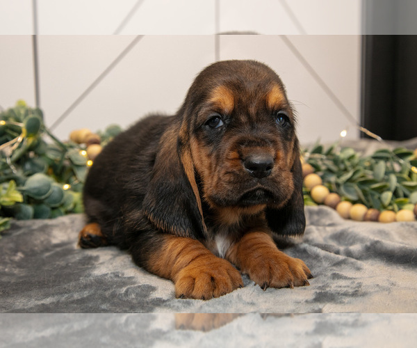 Medium Photo #2 Basset Hound Puppy For Sale in FRESNO, OH, USA