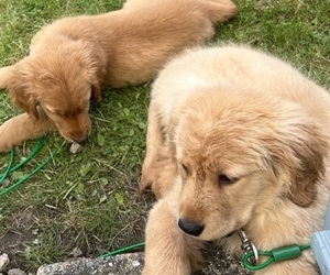 Golden Retriever Puppy for sale in LOWELL, MA, USA