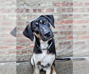 German Shepherd Dog-Unknown Mix Dogs for adoption in Chicago, IL, USA