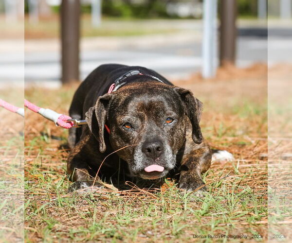 Medium Photo #7 Mutt Puppy For Sale in  Gainesville, FL, USA