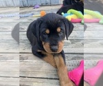 Small #1 Rottweiler