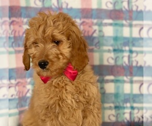 Goldendoodle Puppy for sale in LANCASTER, PA, USA