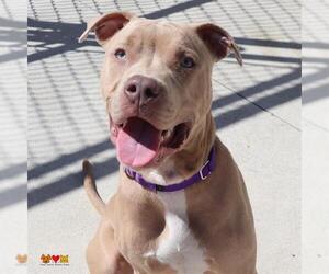 American Pit Bull Terrier Dogs for adoption in Center Township, PA, USA