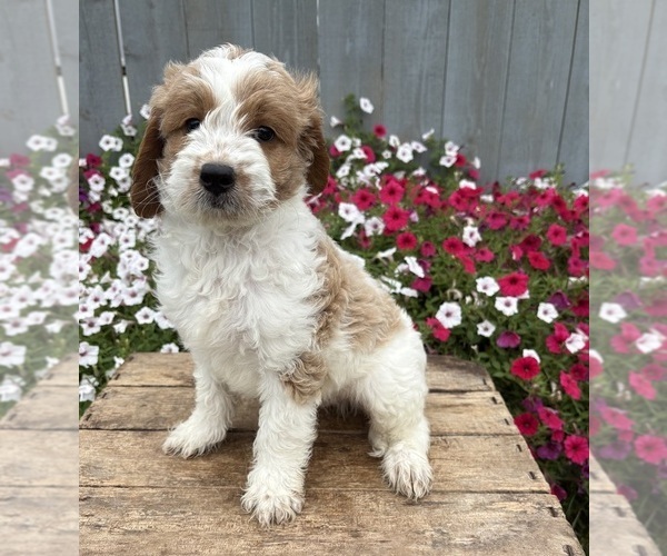 Medium Photo #4 Goldendoodle mix (+ Poodle Miniature) Puppy For Sale in MIDDLEBURY, IN, USA