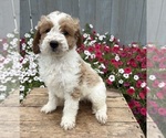 Small Photo #4 Goldendoodle mix (+ Poodle Miniature) Puppy For Sale in MIDDLEBURY, IN, USA