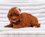 Small Cavapoo-Poodle (Toy) Mix